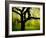 Green and Golden Landscape behind Tree-Jan Lakey-Framed Photographic Print