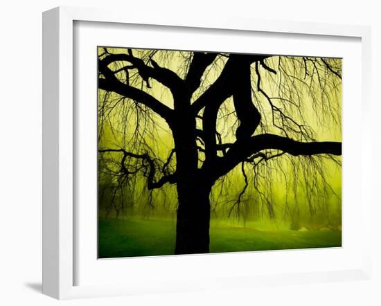 Green and Golden Landscape behind Tree-Jan Lakey-Framed Photographic Print