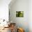 Green and Golden Landscape behind Tree-Jan Lakey-Mounted Photographic Print displayed on a wall