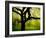 Green and Golden Landscape behind Tree-Jan Lakey-Framed Photographic Print