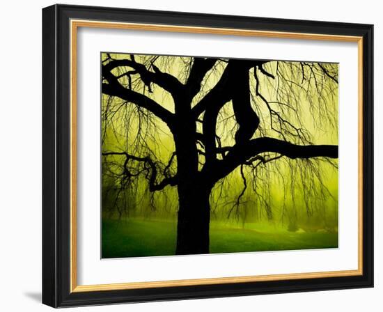 Green and Golden Landscape behind Tree-Jan Lakey-Framed Photographic Print