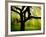 Green and Golden Landscape behind Tree-Jan Lakey-Framed Photographic Print