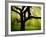 Green and Golden Landscape behind Tree-Jan Lakey-Framed Photographic Print