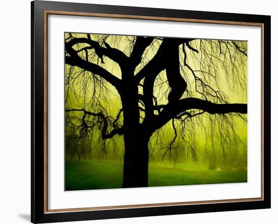 Green and Golden Landscape behind Tree-Jan Lakey-Framed Photographic Print