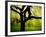 Green and Golden Landscape behind Tree-Jan Lakey-Framed Photographic Print