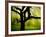 Green and Golden Landscape behind Tree-Jan Lakey-Framed Photographic Print