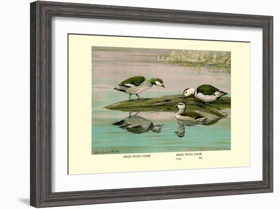 Green and Indian Pygmy Goose-Louis Agassiz Fuertes-Framed Art Print