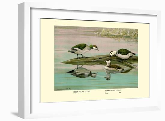 Green and Indian Pygmy Goose-Louis Agassiz Fuertes-Framed Art Print