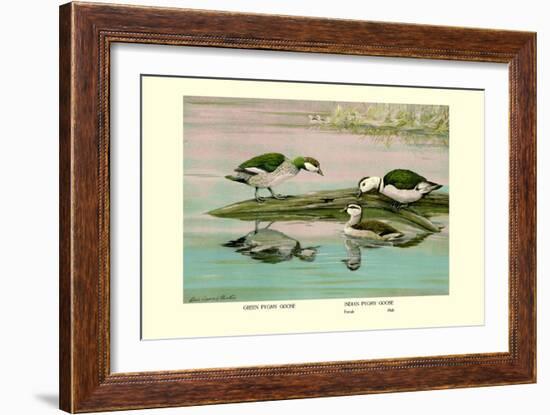 Green and Indian Pygmy Goose-Louis Agassiz Fuertes-Framed Art Print