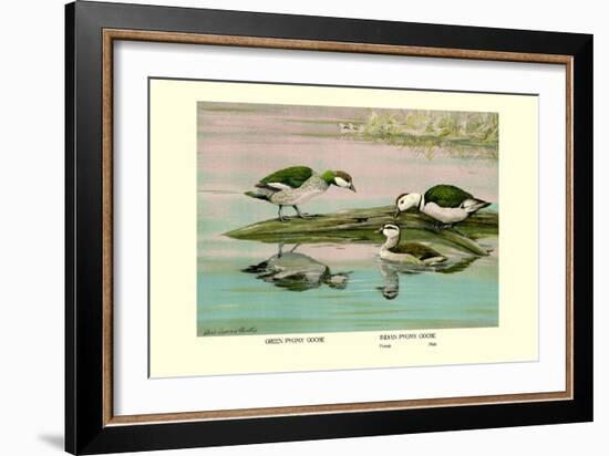 Green and Indian Pygmy Goose-Louis Agassiz Fuertes-Framed Art Print