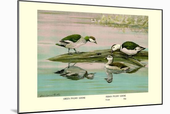 Green and Indian Pygmy Goose-Louis Agassiz Fuertes-Mounted Art Print