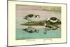 Green and Indian Pygmy Goose-Louis Agassiz Fuertes-Mounted Art Print