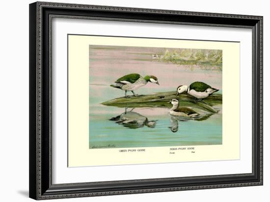 Green and Indian Pygmy Goose-Louis Agassiz Fuertes-Framed Art Print