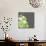Green and White Flowers-sabelskaya-Mounted Premium Giclee Print displayed on a wall
