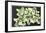 Green and White Irises-Lowell Nesbitt-Framed Limited Edition