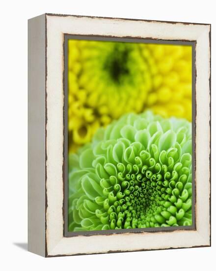 Green and yellow Chrysanthemums-Clive Nichols-Framed Premier Image Canvas