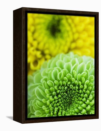 Green and yellow Chrysanthemums-Clive Nichols-Framed Premier Image Canvas