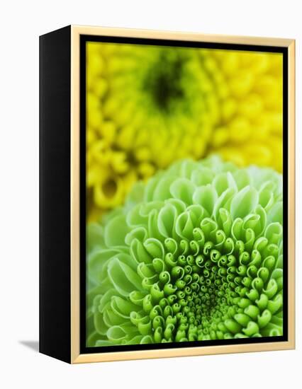 Green and yellow Chrysanthemums-Clive Nichols-Framed Premier Image Canvas