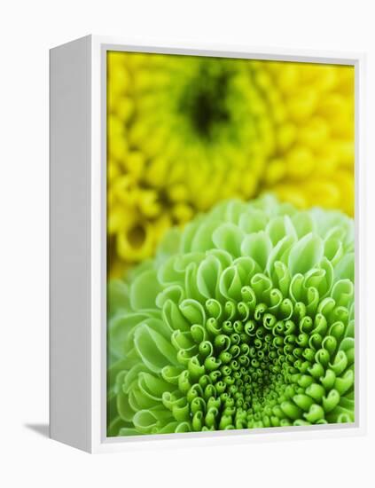 Green and yellow Chrysanthemums-Clive Nichols-Framed Premier Image Canvas