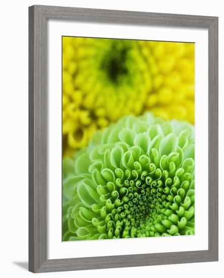 Green and yellow Chrysanthemums-Clive Nichols-Framed Photographic Print