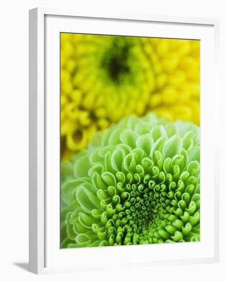 Green and yellow Chrysanthemums-Clive Nichols-Framed Photographic Print