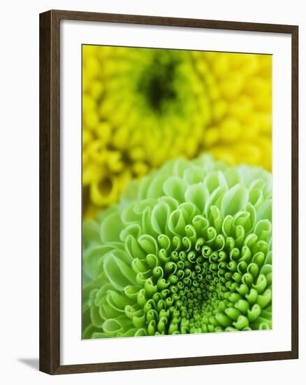 Green and yellow Chrysanthemums-Clive Nichols-Framed Photographic Print