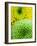 Green and yellow Chrysanthemums-Clive Nichols-Framed Photographic Print