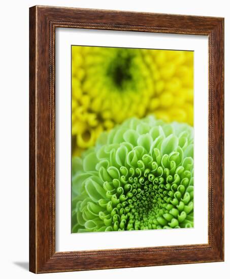 Green and yellow Chrysanthemums-Clive Nichols-Framed Photographic Print