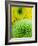 Green and yellow Chrysanthemums-Clive Nichols-Framed Photographic Print