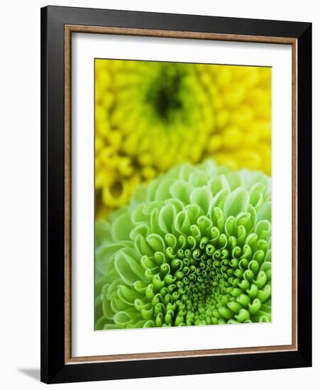 Green and yellow Chrysanthemums-Clive Nichols-Framed Photographic Print