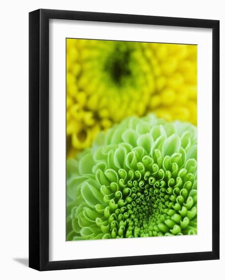 Green and yellow Chrysanthemums-Clive Nichols-Framed Photographic Print