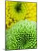 Green and yellow Chrysanthemums-Clive Nichols-Mounted Photographic Print