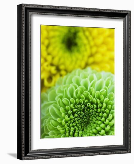 Green and yellow Chrysanthemums-Clive Nichols-Framed Photographic Print