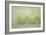 Green Apple Still Life-null-Framed Photographic Print