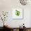 Green Apple-Sydney Edmunds-Giclee Print displayed on a wall