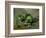 Green Apples, Around 1873-Paul Cézanne-Framed Giclee Print