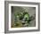 Green Apples, c.1872-73-Paul Cézanne-Framed Giclee Print