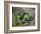 Green Apples, c.1872-73-Paul Cézanne-Framed Giclee Print