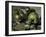 Green Apples, c.1873-Paul Cézanne-Framed Giclee Print