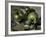 Green Apples, c.1873-Paul Cézanne-Framed Giclee Print