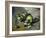 Green Apples, c.1873-Paul Cézanne-Framed Giclee Print