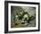 Green Apples, c.1873-Paul Cézanne-Framed Giclee Print