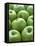 Green Apples-Iain Bagwell-Framed Premier Image Canvas