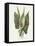 Green Arum-Gwendolyn Babbitt-Framed Stretched Canvas