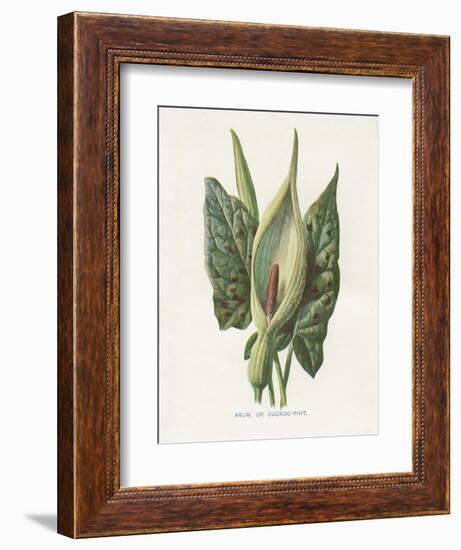 Green Arum-Gwendolyn Babbitt-Framed Art Print