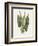 Green Arum-Gwendolyn Babbitt-Framed Art Print