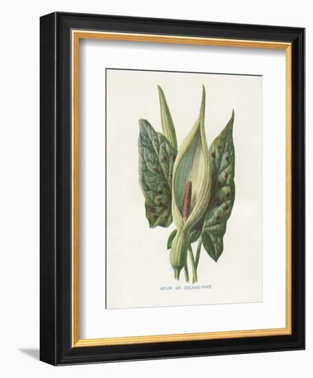 Green Arum-Gwendolyn Babbitt-Framed Art Print