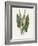 Green Arum-Gwendolyn Babbitt-Framed Art Print