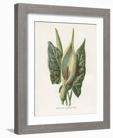 Green Arum-Gwendolyn Babbitt-Framed Art Print