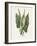 Green Arum-Gwendolyn Babbitt-Framed Art Print